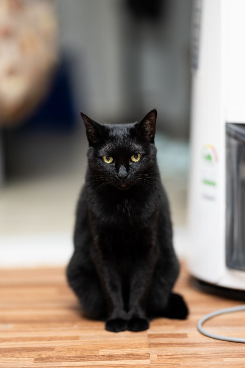 고양이 키우면서 사진을 찍어보면 알수있는것_11.jpg