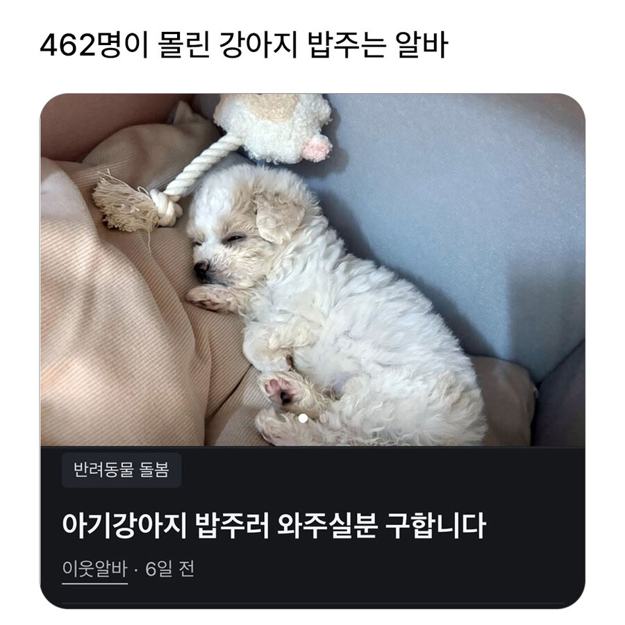 462명이 몰린 강아지 밥주는 알바_1.jpg
