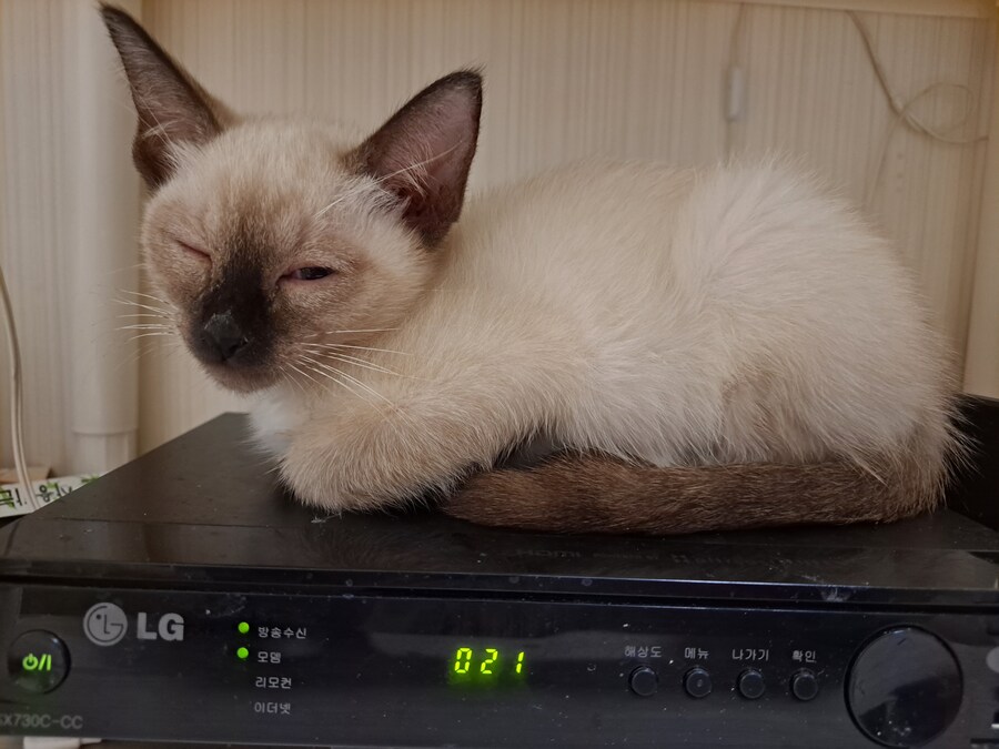 솔직히 말해서 잠자는 아기 고양이 사진 좋지 않음?_4.jpg