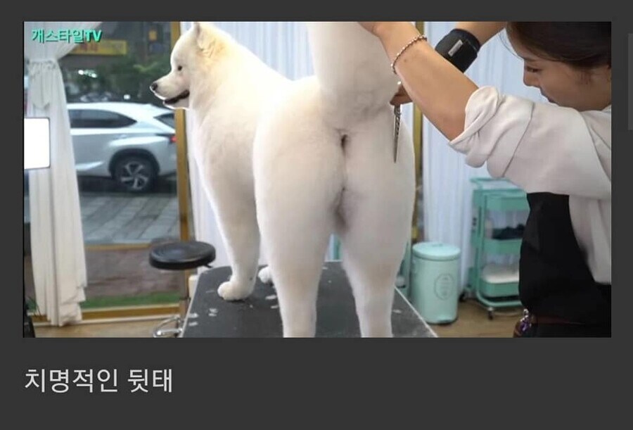 대형견을 포메컷 해보았다.jpg_3.jpg