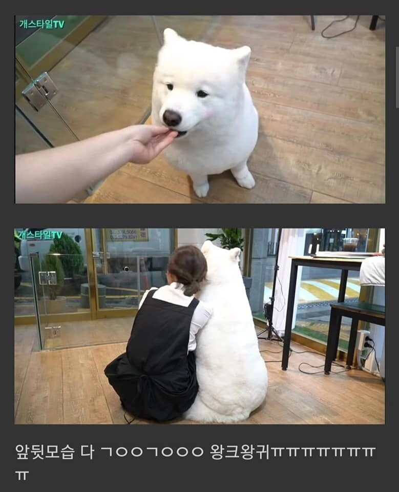 대형견을 포메컷 해보았다.jpg_4.jpg