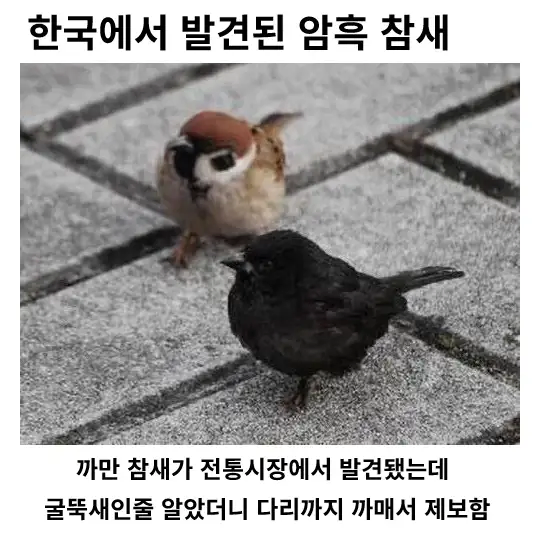 한국에서 발견된 희귀한 이로치 참새_1.webp
