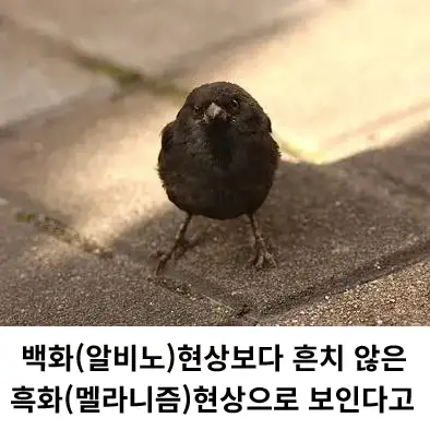 한국에서 발견된 희귀한 이로치 참새_4.webp
