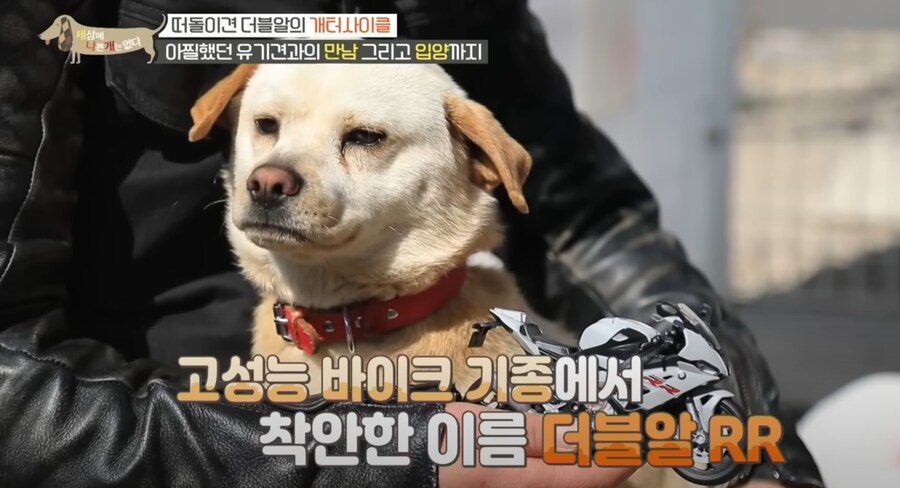 강아지 이름 개레전드_2.jpg