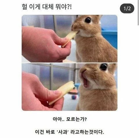 사과를 처음 먹어본 토끼_1.webp