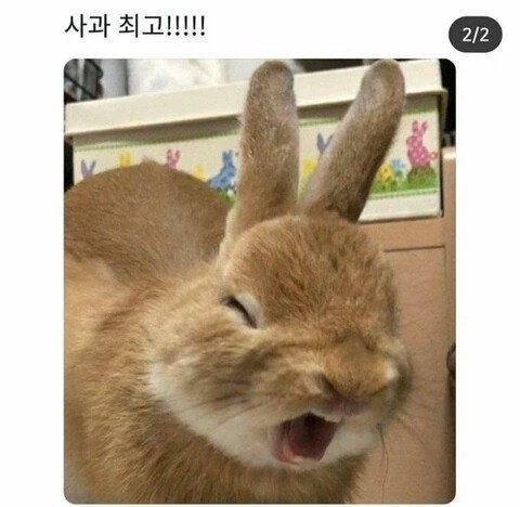 사과를 처음 먹어본 토끼_2.webp