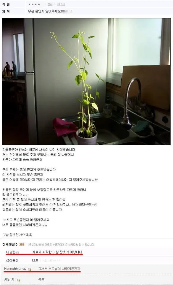 한 식물갤 유저의 타락_1.webp