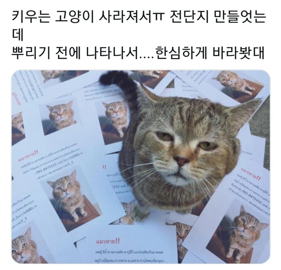 키우는 고양이가 사라져서 전단지 만들었는데..._1.webp
