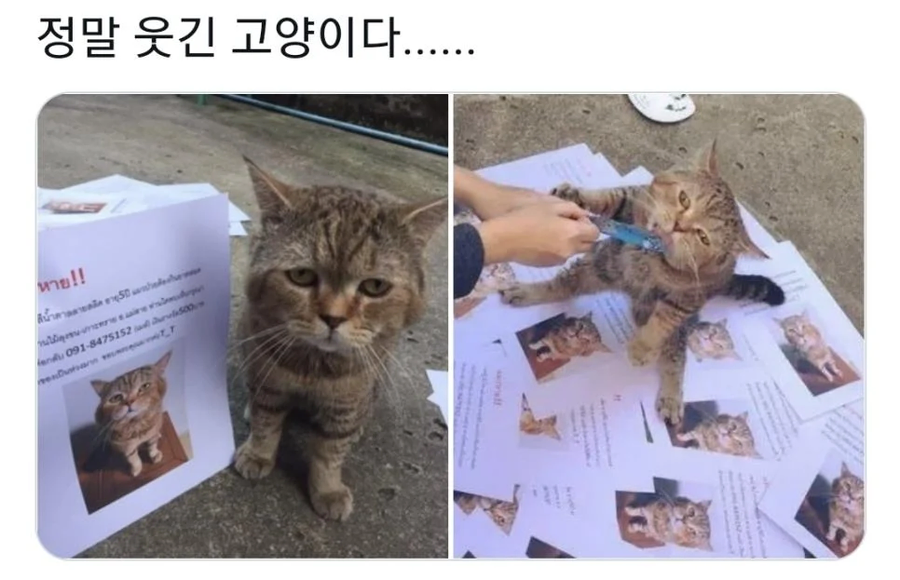키우는 고양이가 사라져서 전단지 만들었는데..._2.webp