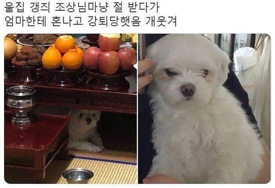 제사상에서 쫓겨난 멍뭉이.jpg_1.jpg