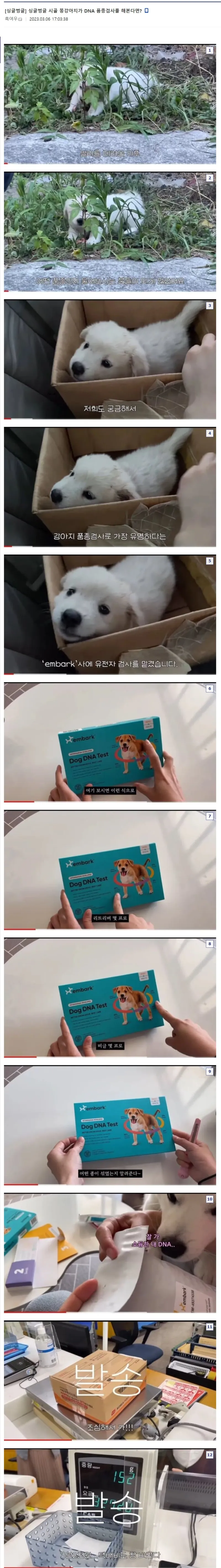 시골 똥강아지 품종 검사_1.webp