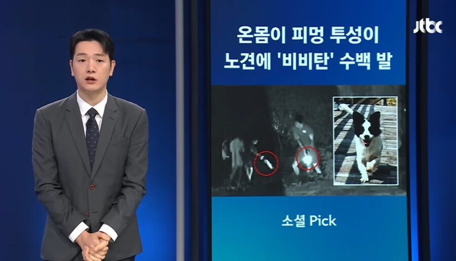 강아지 를 비비탄으로 쏴죽인 인간들_1.jpg