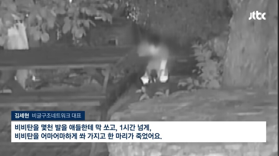 강아지 를 비비탄으로 쏴죽인 인간들_2.jpg