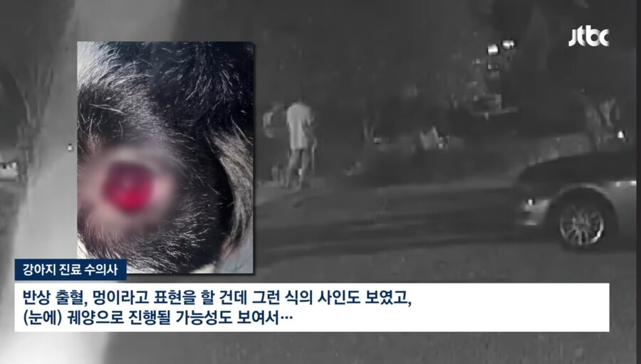 강아지 를 비비탄으로 쏴죽인 인간들_6.jpg