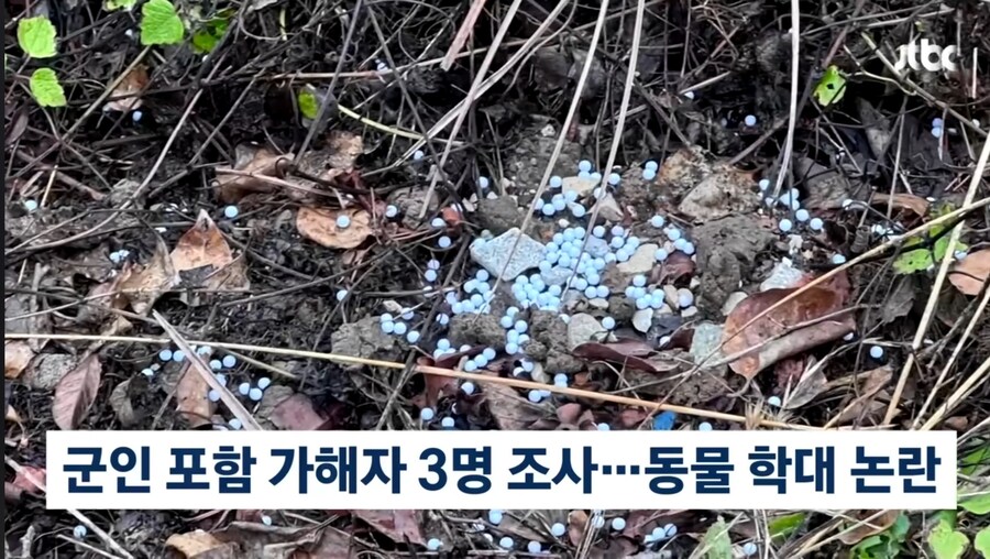 강아지 를 비비탄으로 쏴죽인 인간들_8.jpg