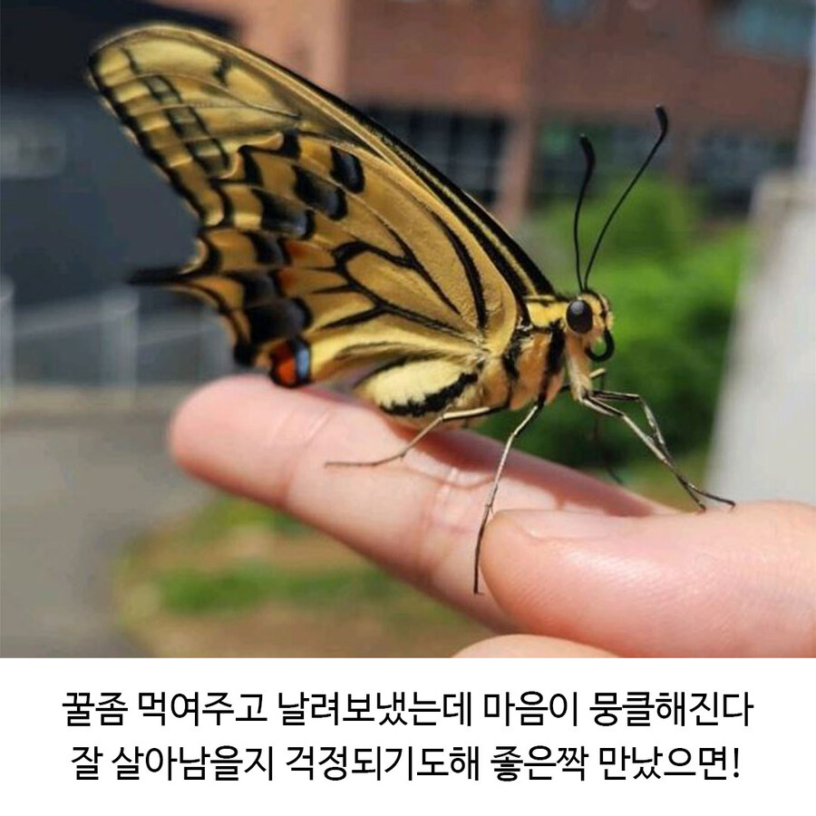 나비 부화에 성공한 식물갤_7.jpg