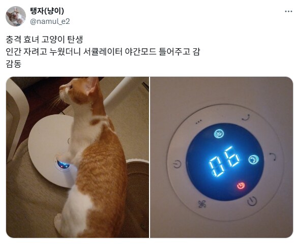 선풍기 틀어주는 고양이.jpg_1.png