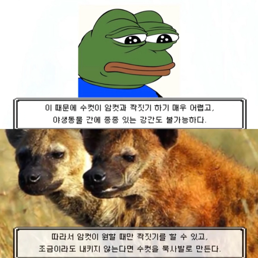 수컷 하이에나의 일상_4.webp