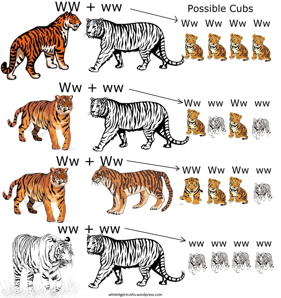 백호 제조 방법.jpg_1.webp