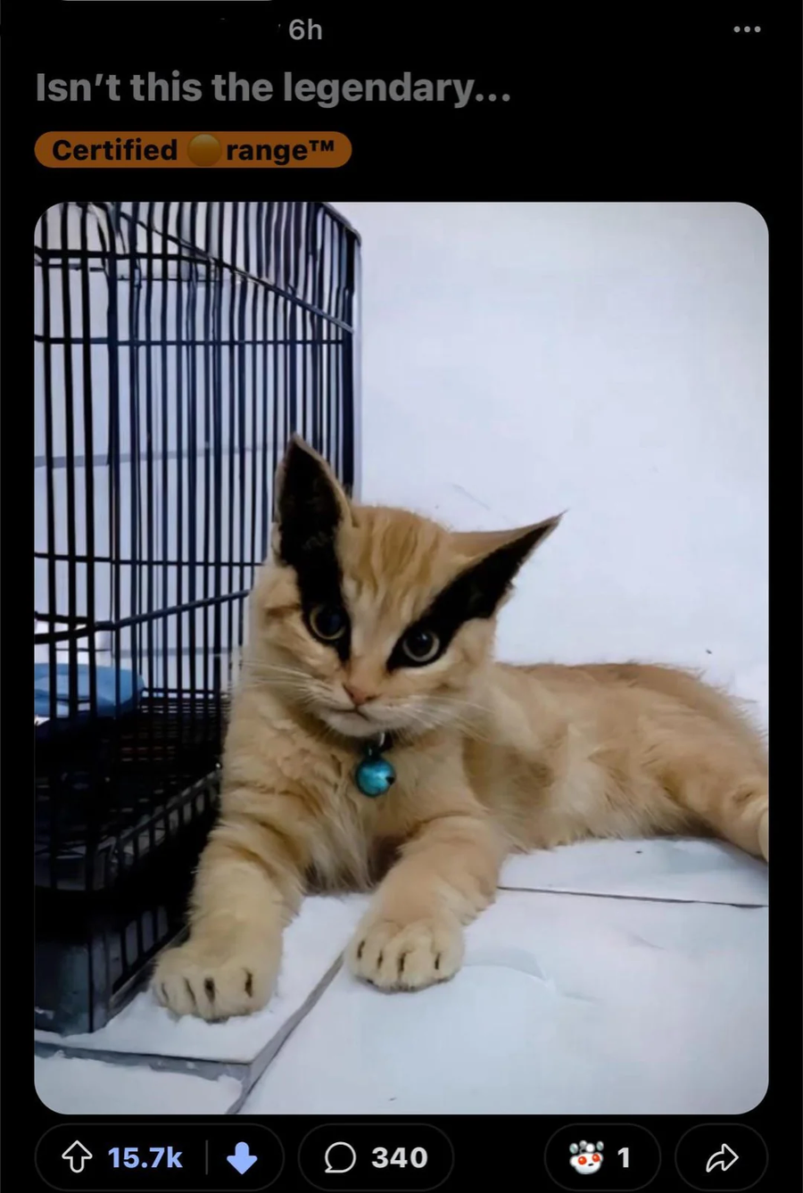 무늬가 굉장한 친구집 고양이_2.webp