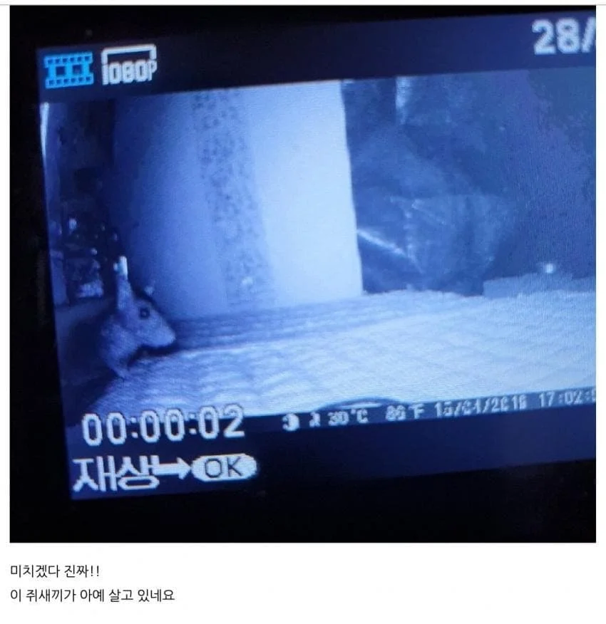 길냥이집에 홈캠을 설치한 캣맘_3.webp