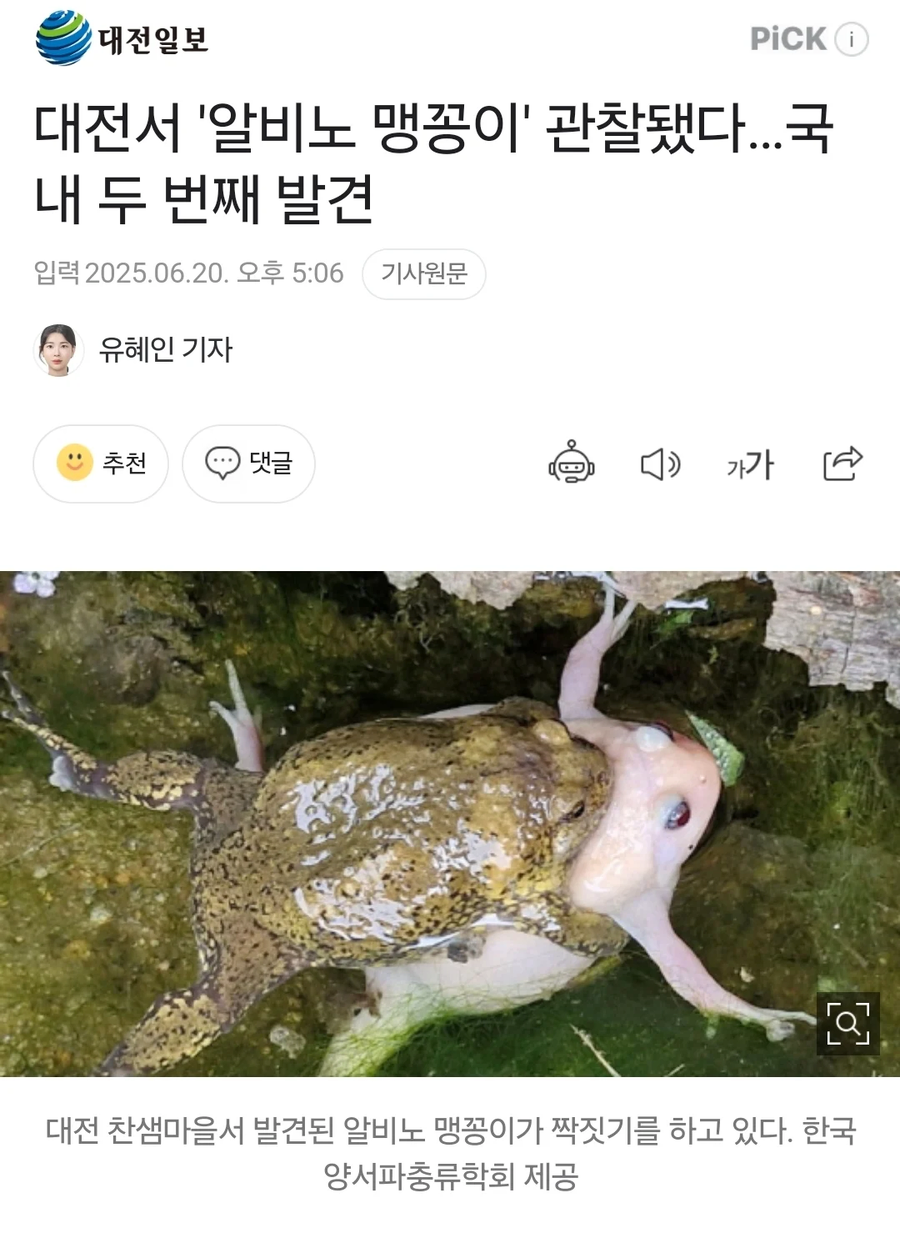 대전에서 발견된 알비노 맹꽁이_1.webp