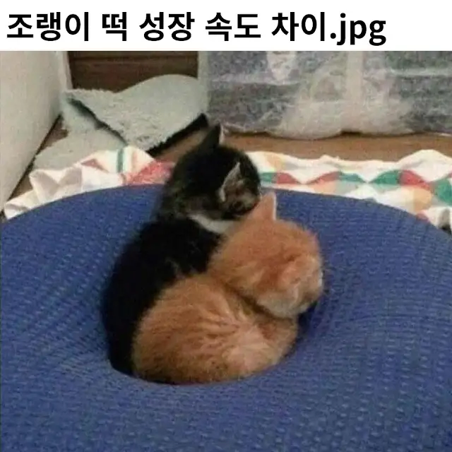 고양이 성장력 차이 ㅋㅋㅋ_1.webp