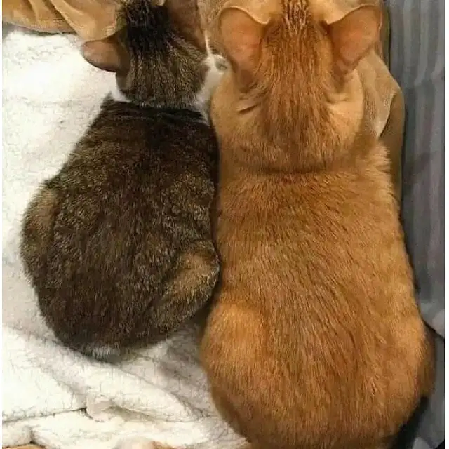 고양이 성장력 차이 ㅋㅋㅋ_2.webp
