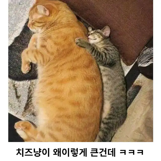 고양이 성장력 차이 ㅋㅋㅋ_3.webp