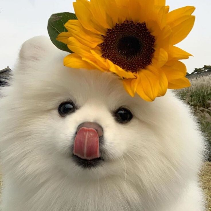 야생의 꽃개가 나타났다.jpg_2.jpg