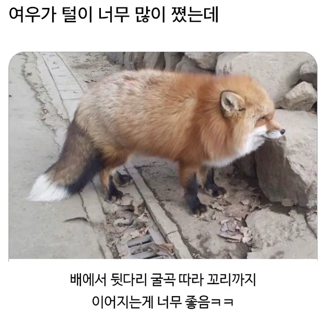 살 찐 여우_1.webp