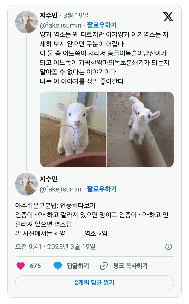 아기 양과 아기염소의 차이점._3.webp