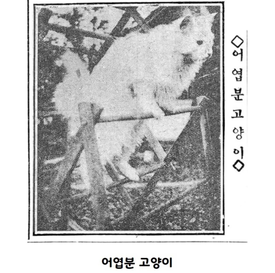 옛날 신문에 나온 고양이들_5.jpg