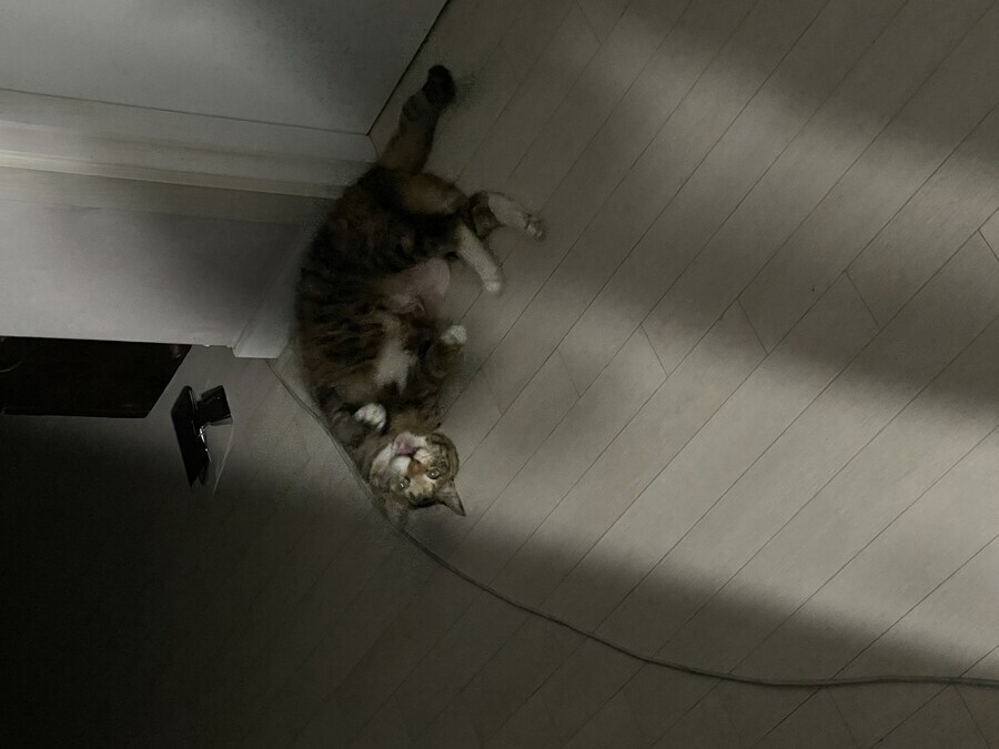 우리 뚱냥이 할망의 투정_1.jpg