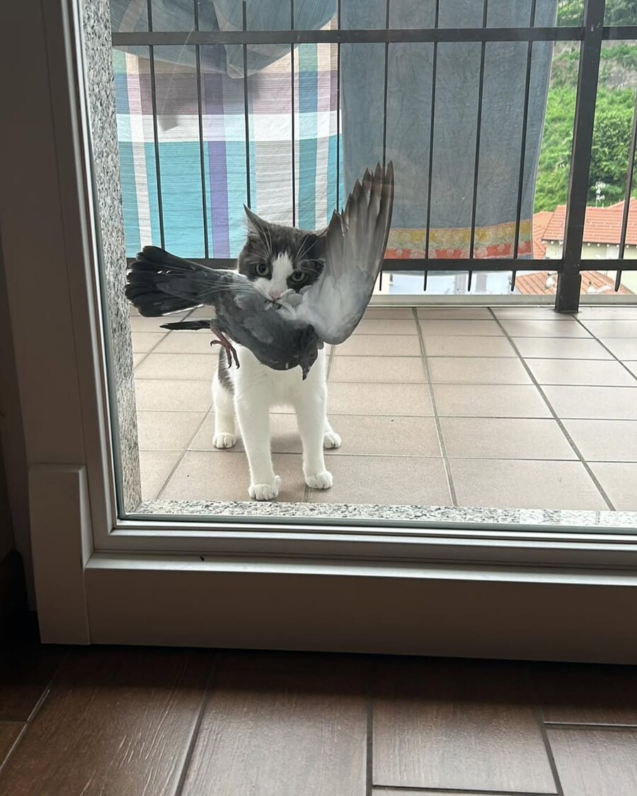 비둘기 잡아온 고양이..._1.jpg