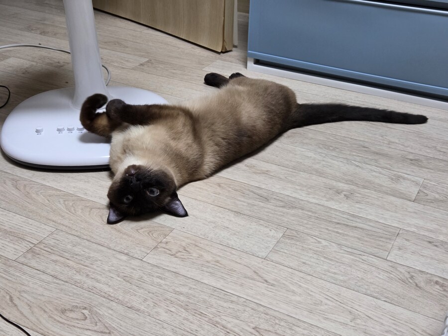 천장 고양이와 바닥 고양이?!?!_2.jpg