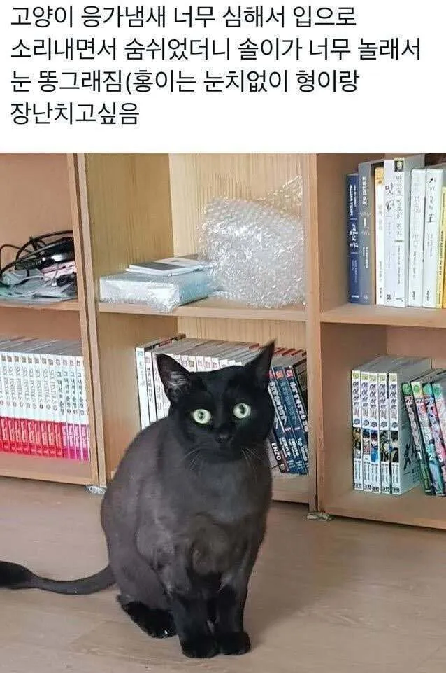 고양이한테 하악질한 결과_1.webp