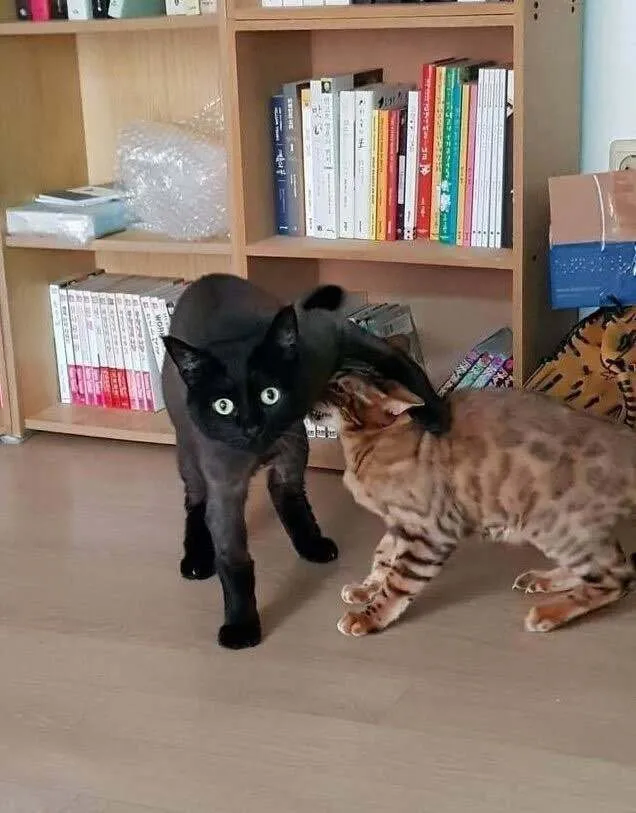 고양이한테 하악질한 결과_4.webp