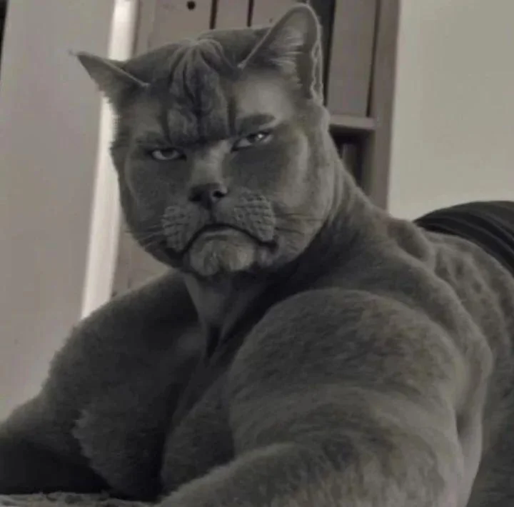 기가고양이.jpg_1.webp