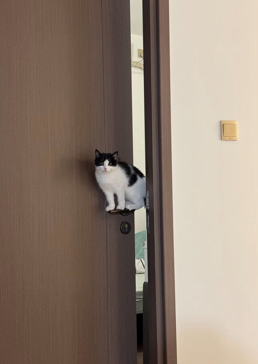 뭔가 초자연적인 느낌의 고양이_1.jpg