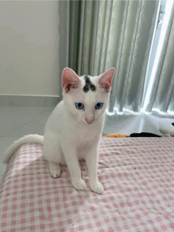 ㅈ냥이.cat_1.webp
