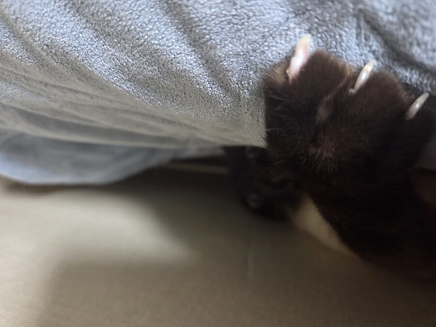 집사 : 고양이 주인님 만수무강하소서!!!!_5.jpg