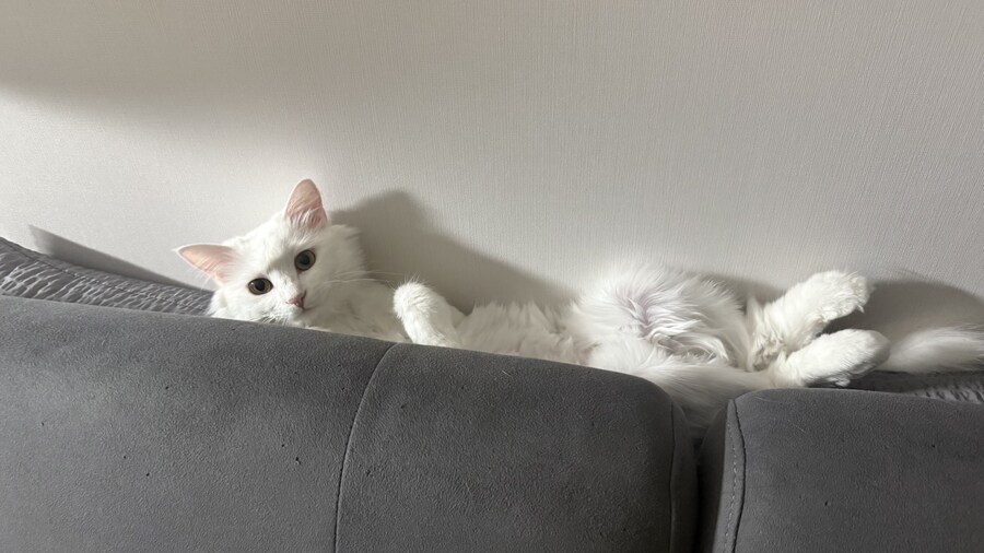 우리집 고양이 이쁘다고 해줘!!_1.jpg