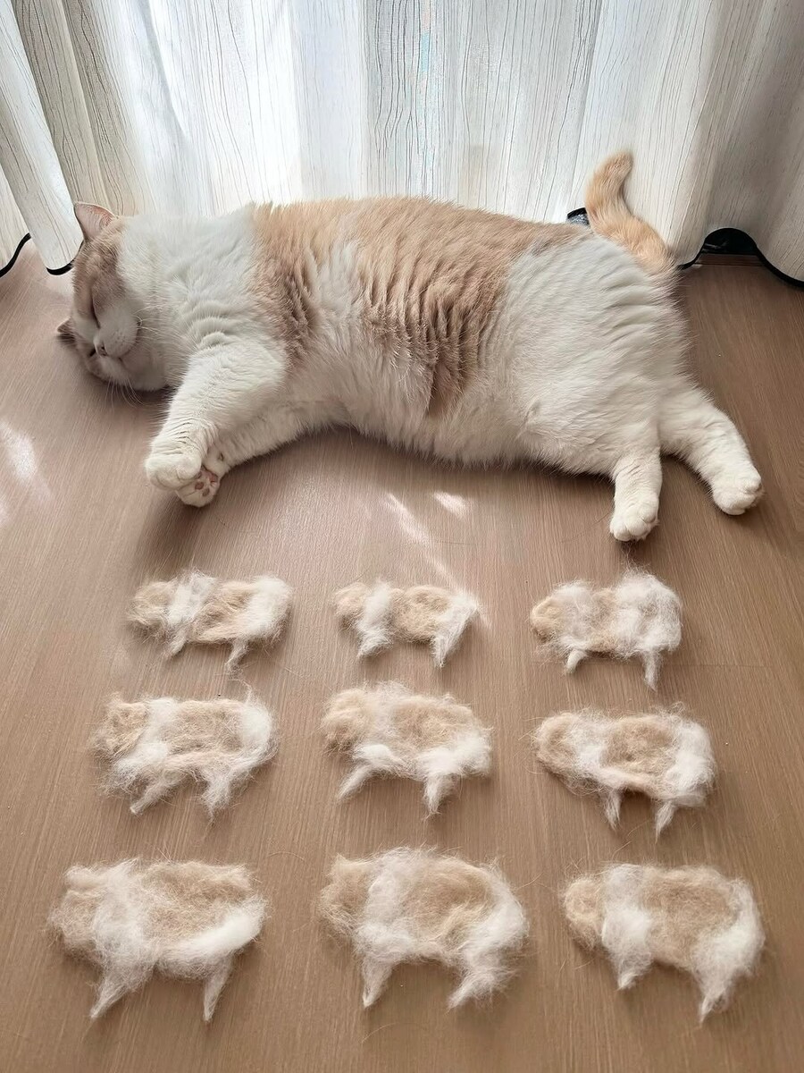 고양이 분신술_1.jpg