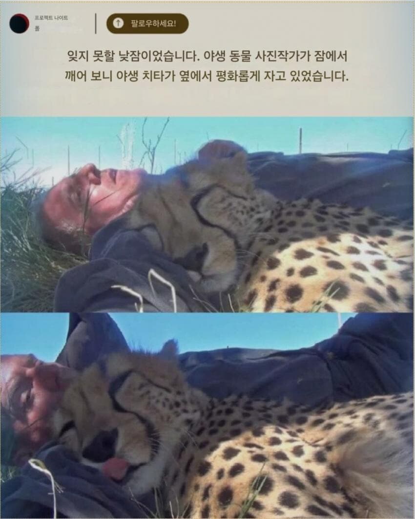 야생의 치타가 나타났다!!_2.jpg