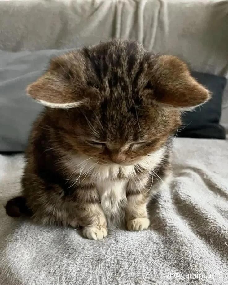 귀가 양쪽으로 긴 고양이_2.jpg