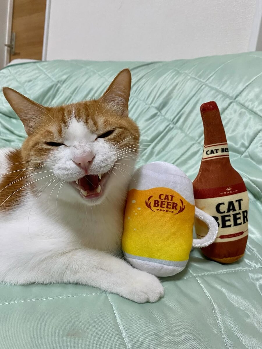 고양이, 캣비어.._1.jpg