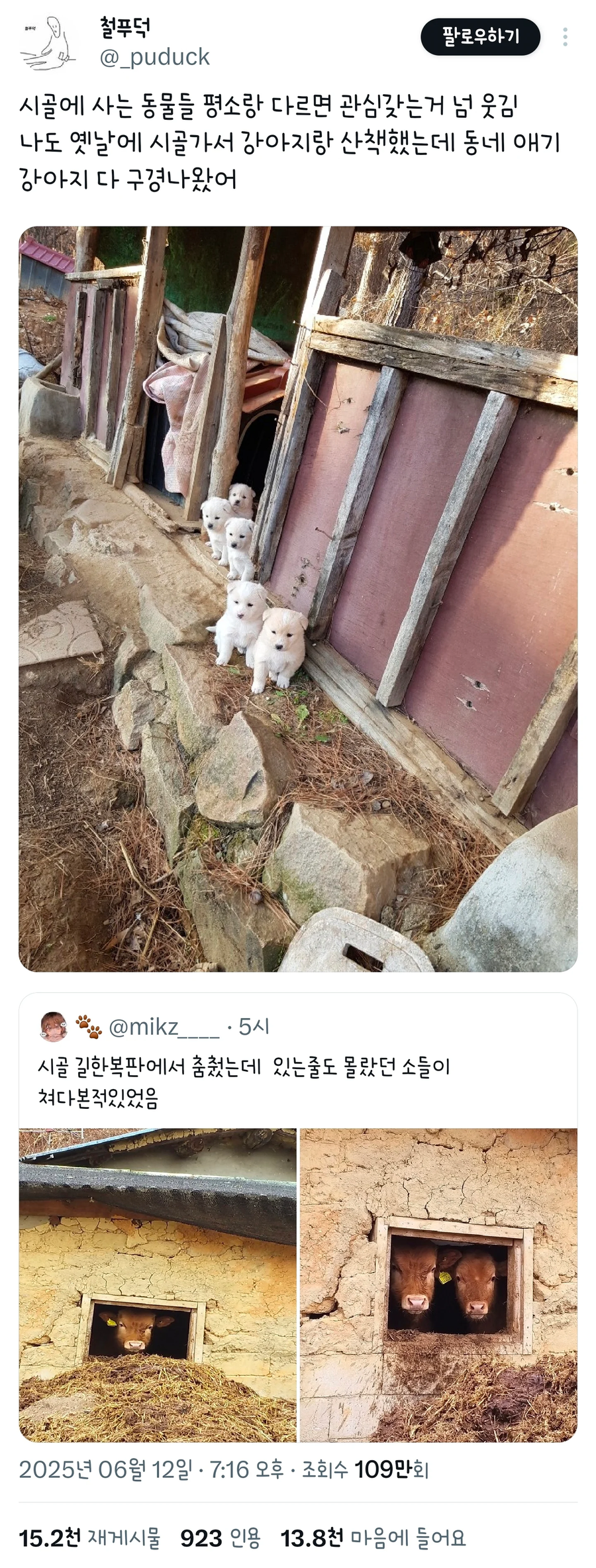시골가서 강아지랑 산책했는데 동네 애기 강아지 다 구경나왔어_1.webp