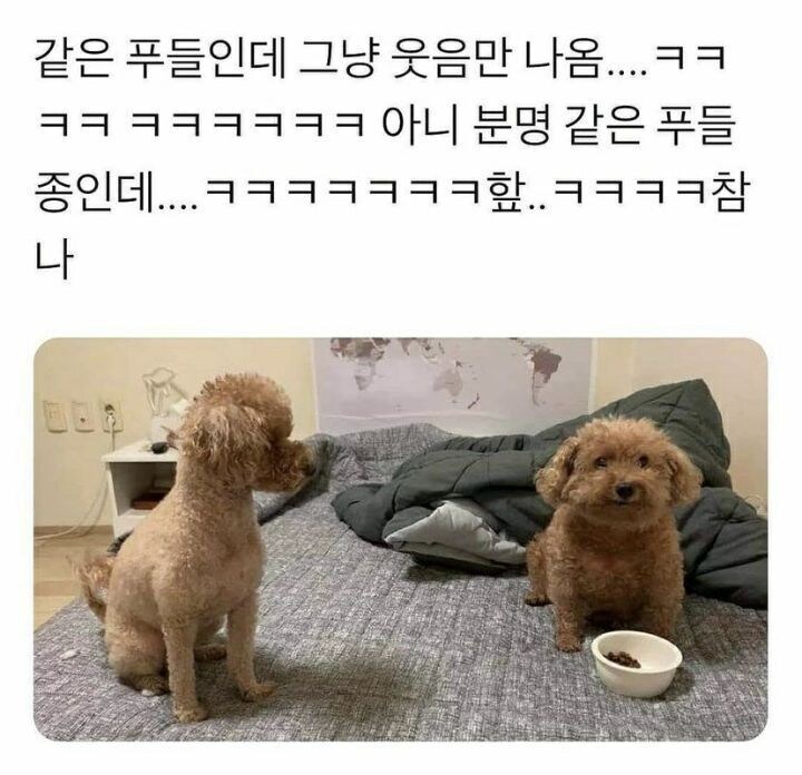 같은 푸들인데 다른 개성.jpg_1.jpg