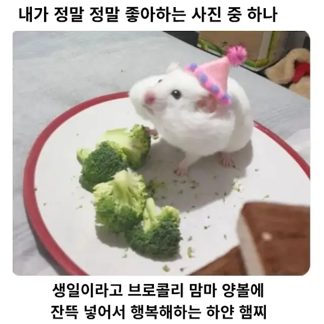 생일 날 보리꼬리 먹는 햄스터.jpg_1.webp